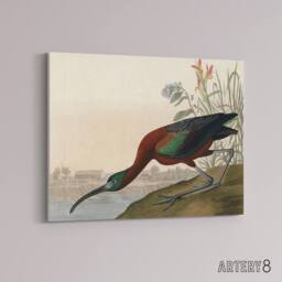 "Artery8 Audubon Birds Glossy Ibis Painting Canvas Wall Art Print - Size: W18"" x H24""" - thumbnail 2