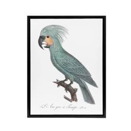 "Artery8 The Palm Cockatoo Parrot Francois Levaillant Framed Canvas Wall Art in White - Size: W12"" x H16""" - thumbnail 1