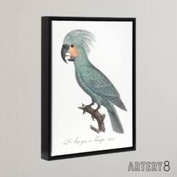 "Artery8 The Palm Cockatoo Parrot Francois Levaillant Framed Canvas Wall Art in White - Size: W12"" x H16""" - thumbnail 2