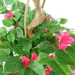 Leaf 150cm Japanese Artificial Silk Bougainvillea Tree in Dark Pink - thumbnail 4