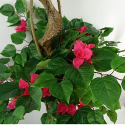 Leaf 150cm Japanese Artificial Silk Bougainvillea Tree in Dark Pink - thumbnail 3