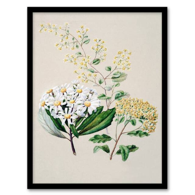 Artery8 Sarah Featon Framed Wall Art New Zealand Three Senecio Flower Species in Beige - Size: A4 - image 1