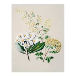 Artery8 Sarah Featon Framed Wall Art New Zealand Three Senecio Flower Species in Beige - Size: A4 - thumbnail 3