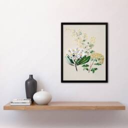 Artery8 Sarah Featon Framed Wall Art New Zealand Three Senecio Flower Species in Beige - Size: A4 - thumbnail 2