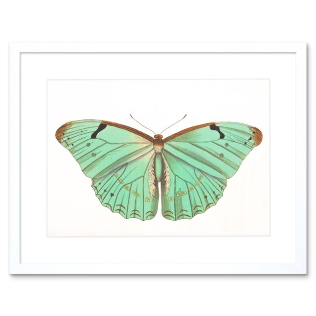 "Artery8 Wall Art Print Butterfly Turquoise Art Framed 9x7 inch in White - Size: W7"" x H9""" - image 1