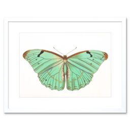 "Artery8 Wall Art Print Butterfly Turquoise Art Framed 9x7 inch in White - Size: W7"" x H9""" - thumbnail 1