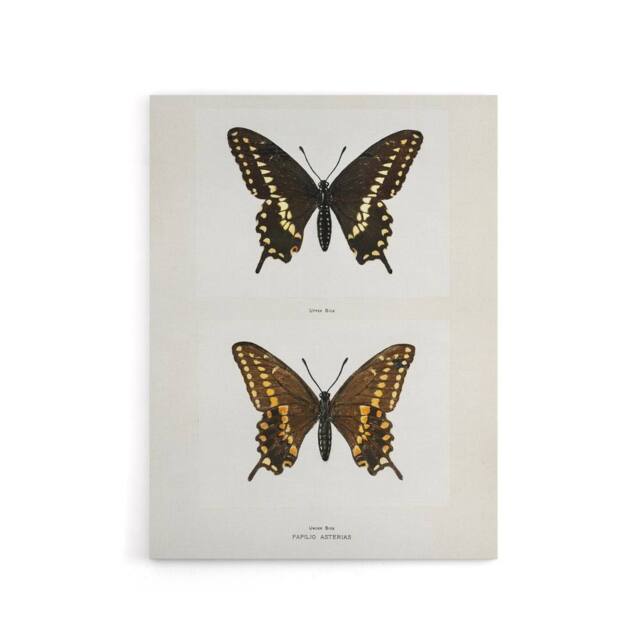 "Artery8 Black Swallowtail Butterfly Sherman Denton Canvas Wall Art Print in White - Size: W12"" x H16""" - image 1