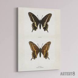 "Artery8 Black Swallowtail Butterfly Sherman Denton Canvas Wall Art Print in White - Size: W12"" x H16""" - thumbnail 2