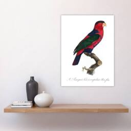 "Artery8 The Black Capped Lory Parrot Levaillant Wall Art Poster Print in White - Size: W24"" x H32""" - thumbnail 4