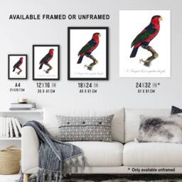 "Artery8 The Black Capped Lory Parrot Levaillant Wall Art Poster Print in White - Size: W24"" x H32""" - thumbnail 3