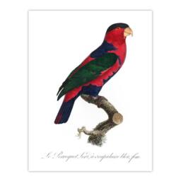 "Artery8 The Black Capped Lory Parrot Levaillant Wall Art Poster Print in White - Size: W24"" x H32""" - thumbnail 1