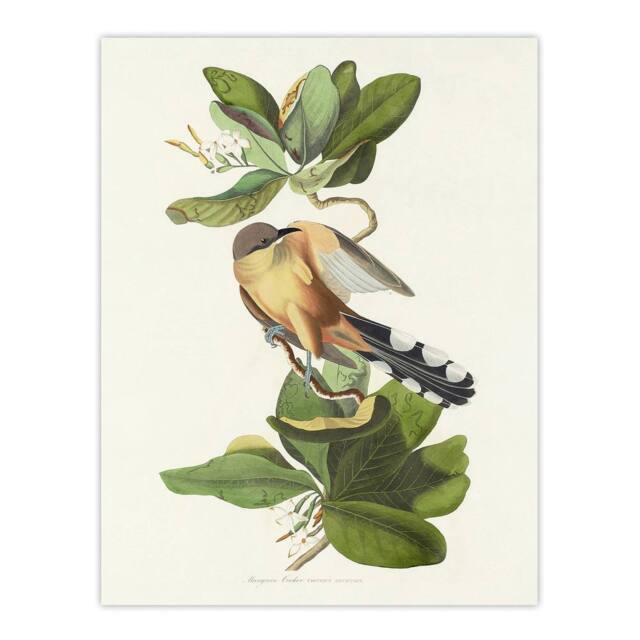 "Artery8 Mangrove Cuckoo Apple Flower Audubon Nature Wall Art Print Poster in White - Size: W18"" x H24""" - image 1