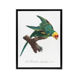 "Artery8 The Yellow Crowned Parakeet Levaillant Framed Canvas Wall Art Print in White - Size: W12"" x H16""" - thumbnail 1