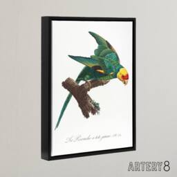 "Artery8 The Yellow Crowned Parakeet Levaillant Framed Canvas Wall Art Print in White - Size: W12"" x H16""" - thumbnail 2