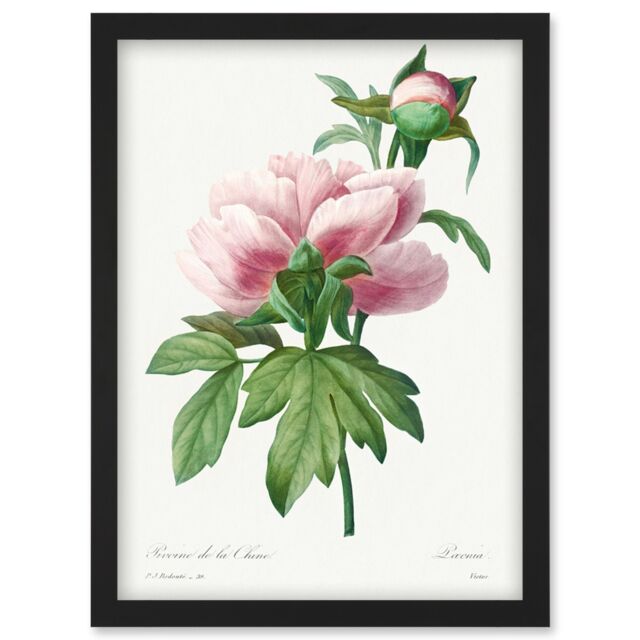 Artery8 Vintage Pale Pink Peony Bloom Illustration Floral Stem Flowers Pretty Artwork Framed Wall Art Print A4 in Black - image 1
