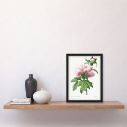 Artery8 Vintage Pale Pink Peony Bloom Illustration Floral Stem Flowers Pretty Artwork Framed Wall Art Print A4 in Black - thumbnail 2
