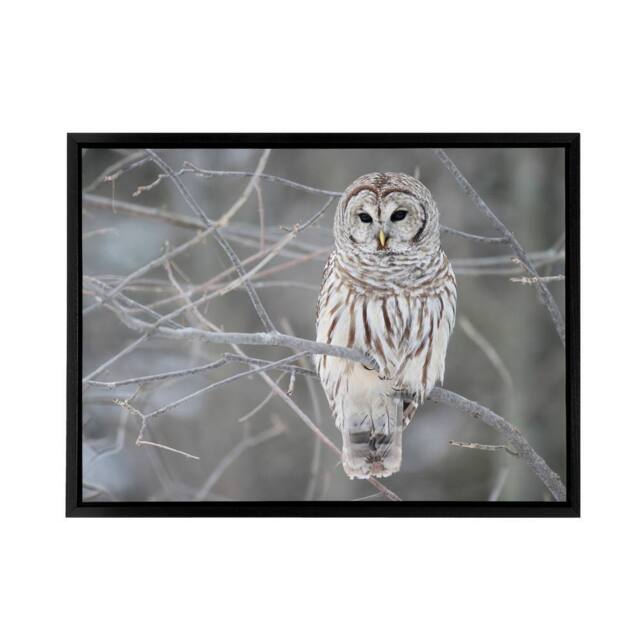 "Artery8 Barred Owl Strix Varia Bird On Branch Framed Canvas Wall Art Print in Grey - Size: W24"" x H32""" - image 1