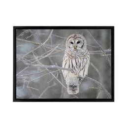 "Artery8 Barred Owl Strix Varia Bird On Branch Framed Canvas Wall Art Print in Grey - Size: W24"" x H32""" - thumbnail 1