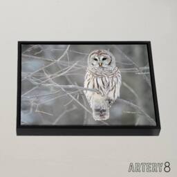 "Artery8 Barred Owl Strix Varia Bird On Branch Framed Canvas Wall Art Print in Grey - Size: W24"" x H32""" - thumbnail 2