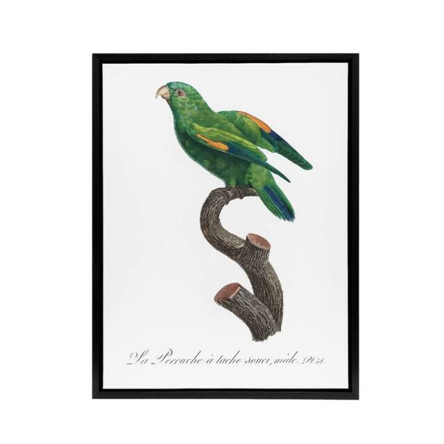 "Artery8 The Marigold Lorikeet Parrot Levaillant Framed Canvas Wall Art Print in White - Size: W18"" x H24""" - image 1