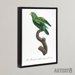 "Artery8 The Marigold Lorikeet Parrot Levaillant Framed Canvas Wall Art Print in White - Size: W18"" x H24""" - thumbnail 2