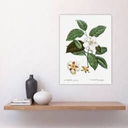 "Artery8 Mountain Camellia Flower Redoute Vintage Wall Art Print Poster in White - Size: W12"" x H16""" - thumbnail 4