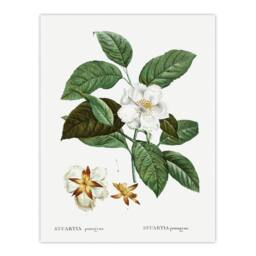 "Artery8 Mountain Camellia Flower Redoute Vintage Wall Art Print Poster in White - Size: W12"" x H16""" - thumbnail 1