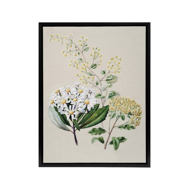 "Artery8 New Zealand Three Senecio Flower Species Featon Framed Canvas Wall Art in Beige - Size: W12"" x H16""" - image 1