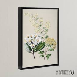 "Artery8 New Zealand Three Senecio Flower Species Featon Framed Canvas Wall Art in Beige - Size: W12"" x H16""" - thumbnail 2