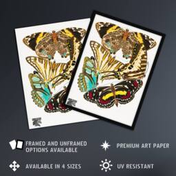 "Artery8 Papillons Butterflies Vintage Wall Art Print Eugene Seguy - Size: W12"" x H16""" - thumbnail 2