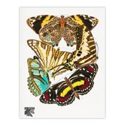 "Artery8 Papillons Butterflies Vintage Wall Art Print Eugene Seguy - Size: W12"" x H16""" - thumbnail 1