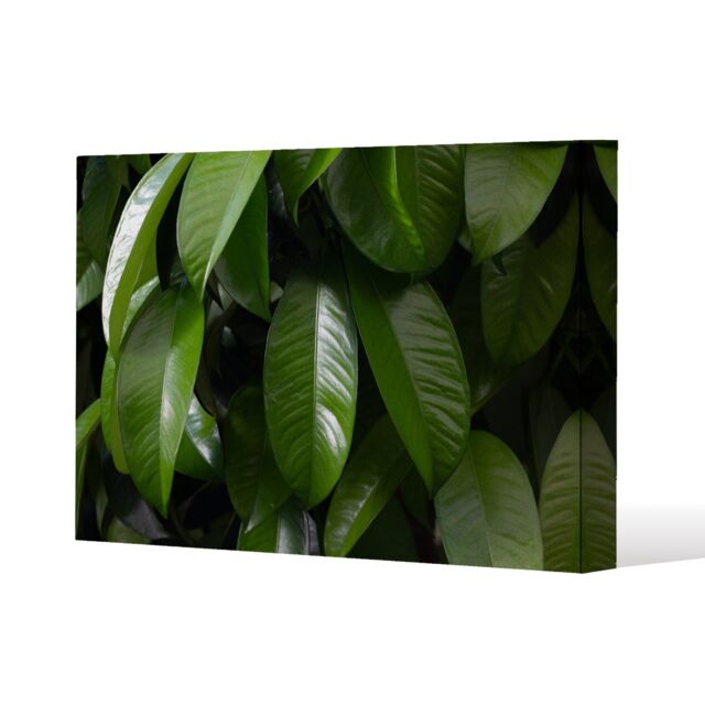 Benjamin Tate Design Closeup of beautiful glossy green leaves (Canvas Print) / 152 x 101 x 4cm in Natural - Size: 152 x 101 x 4 cm - image 1