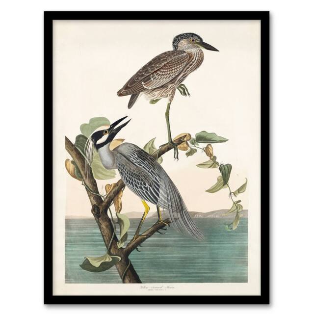 Artery8 John James Audubon Framed Wall Art Print Yellow Crowned Heron in White - Size: A4 - image 1