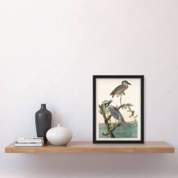 Artery8 John James Audubon Framed Wall Art Print Yellow Crowned Heron in White - Size: A4 - thumbnail 2