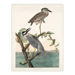 Artery8 John James Audubon Framed Wall Art Print Yellow Crowned Heron in White - Size: A4 - thumbnail 3
