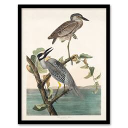 Artery8 John James Audubon Framed Wall Art Print Yellow Crowned Heron in White - Size: A4 - thumbnail 1