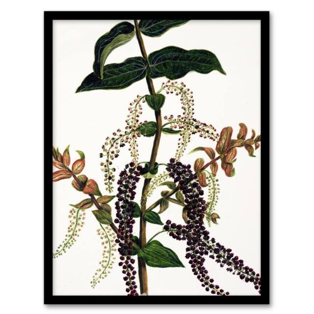 Artery8 Sarah Featon Framed Wall Art New Zealand Tutu Plant Vintage Illustration in Beige - Size: A4 - image 1