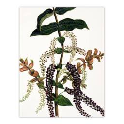 Artery8 Sarah Featon Framed Wall Art New Zealand Tutu Plant Vintage Illustration in Beige - Size: A4 - thumbnail 3