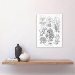 "Artery8 Algae Seaweed Species Haeckel Botanical Wall Art Print Poster in White - Size: W24"" x H32""" - thumbnail 4