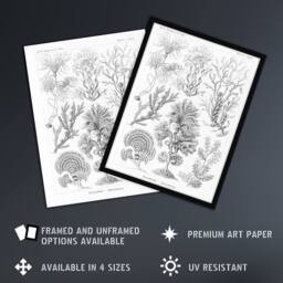 "Artery8 Algae Seaweed Species Haeckel Botanical Wall Art Print Poster in White - Size: W24"" x H32""" - thumbnail 2