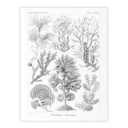 "Artery8 Algae Seaweed Species Haeckel Botanical Wall Art Print Poster in White - Size: W24"" x H32""" - thumbnail 1