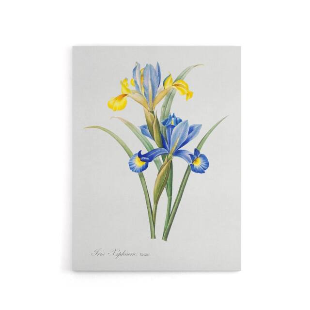"Artery8 Spanish iris Botanical Redoute Vintage Canvas Wall Art in White - Size: W24"" x H32""" - image 1