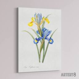 "Artery8 Spanish iris Botanical Redoute Vintage Canvas Wall Art in White - Size: W24"" x H32""" - thumbnail 2
