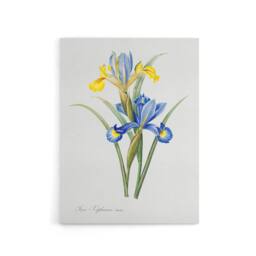 "Artery8 Spanish iris Botanical Redoute Vintage Canvas Wall Art in White - Size: W24"" x H32""" - thumbnail 1