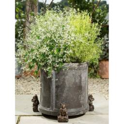 Jardinopia Koala Bear Plant Pot Feet - Set of 3 - L6 x W9 x H11 cm in Bronze - thumbnail 7
