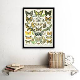 "Artery8 Millot Encyclopedia Page Butterflies Moths 12x16"" Framed Art Print - Size: W12"" x H16""" - thumbnail 2