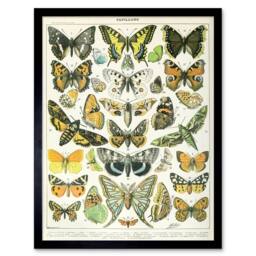 "Artery8 Millot Encyclopedia Page Butterflies Moths 12x16"" Framed Art Print - Size: W12"" x H16""" - thumbnail 1