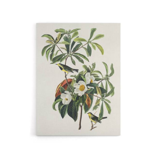 "Artery8 Bachman's Warbler & Franklinia Tree Audubon Canvas Wall Art in White - Size: W18"" x H24""" - image 1