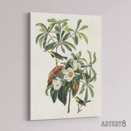 "Artery8 Bachman's Warbler & Franklinia Tree Audubon Canvas Wall Art in White - Size: W18"" x H24""" - thumbnail 2