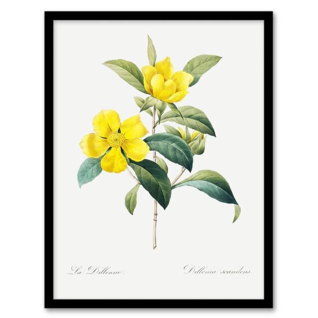 Artery8 Golden Guinea Vine Flowers Redoute Vintage Framed Wall Art Print in White - Size: A4 - image 1
